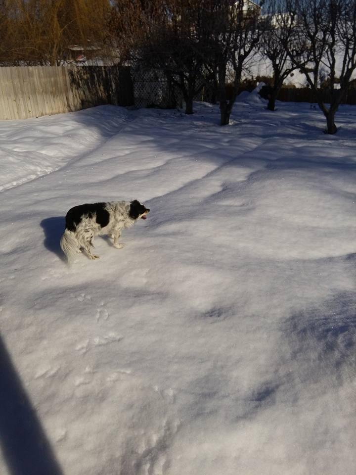 Ron Noel's album, Mobile Uploads