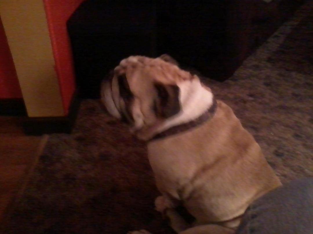 For sale: English Bulldog, AKC registered male. 5yrs old, Fawn, White with Black mask. House broke, great on leash, minds very well. I just dont have time to devote to a pet at this time. Message me if intrested.