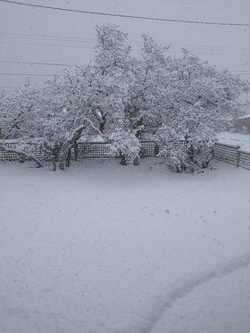 My front yard right now