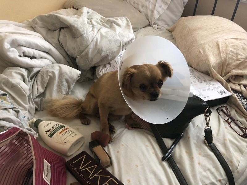 Awww, poor Markquon!  First he gets neutered, now he has to wear the cone of shame!  Don't worry, pup, it's only for a couple of weeks.
