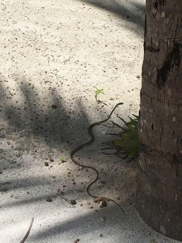 Dave found this snake climbing on his arm!! Thank goodness it was on him and not me.