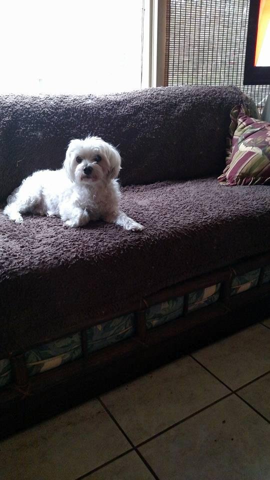 My sweet dog Scooter just passed away in Rita"s arm. He was 11-1/2 years old but had heart problems for a year. I never had a dog who loved me soooo much and I love him !! We now have 2 girls left from our original Malte