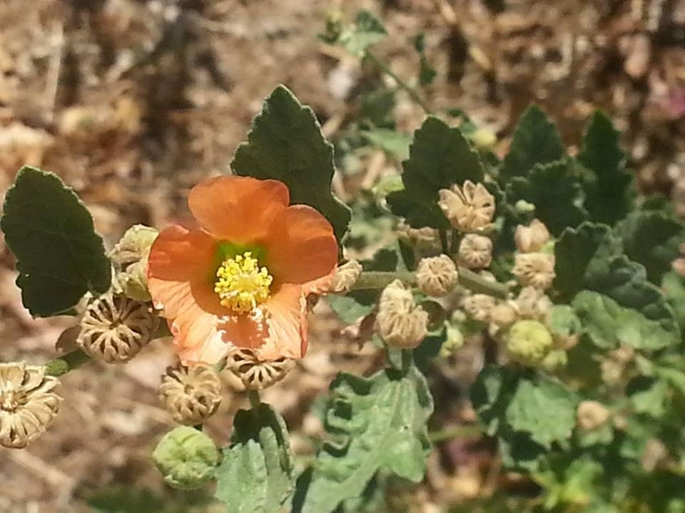 Globe Mallow