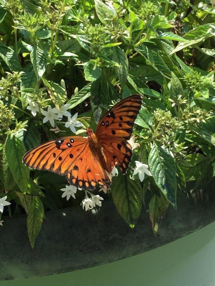 Looks like the Monarchs are starting their migration.