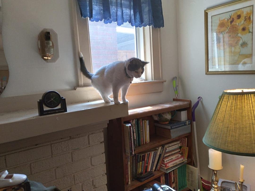 My Baby-Doll likes to be up high.