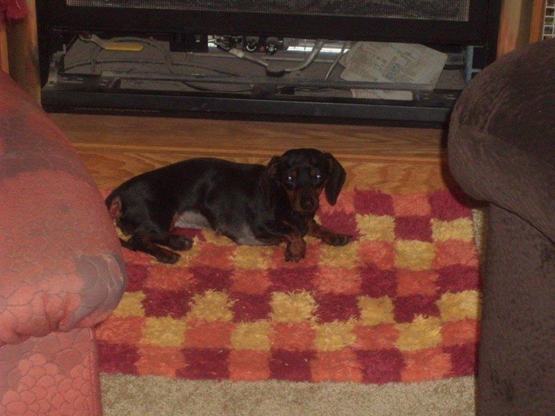 Are newest member of the Full household.Her name  is Heide.A 2 yr old rescue thru Forever friends