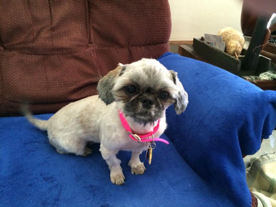 Our most resent addition to the family..... ABBY