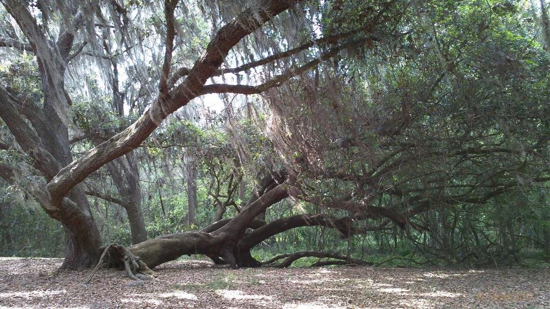 I am asking those who love the outdoors to post a picture. A picture that YOU took. No description. The goal is to regain peace and harmony without negativity. Please copy the text, put a picture on YOUR page. Here is mine.