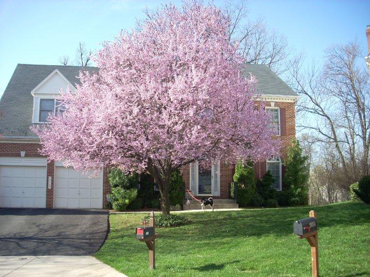 This is my dark leaf Cherry Tree in full bloom on April 4, 2010