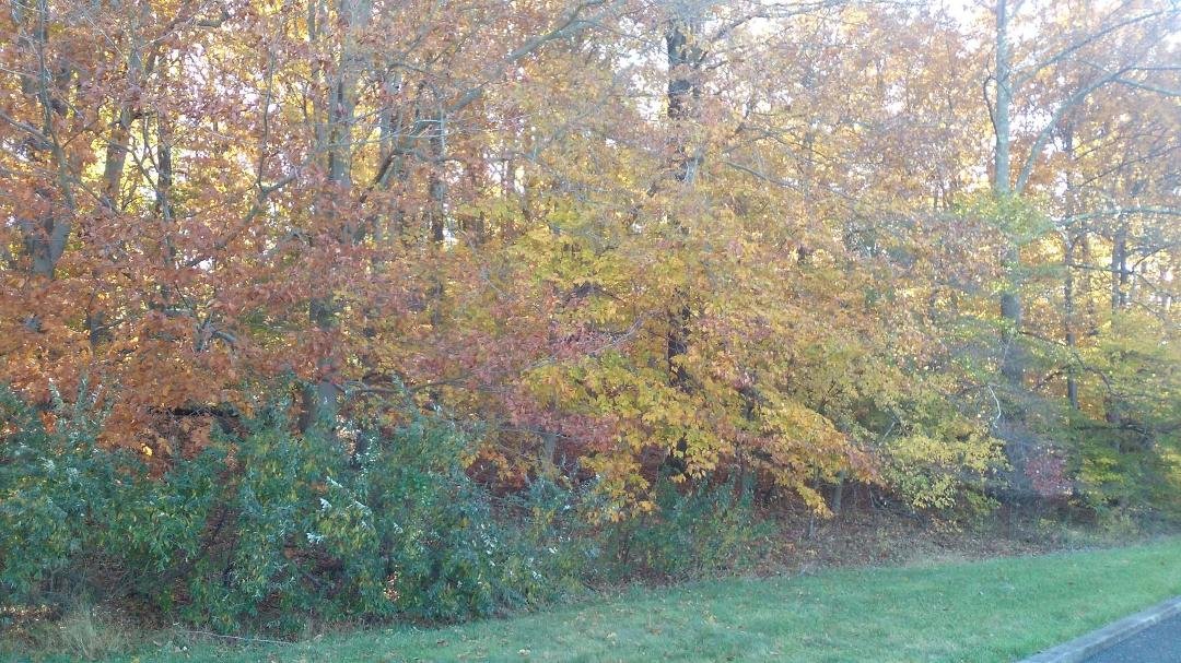 Fall in NJ
