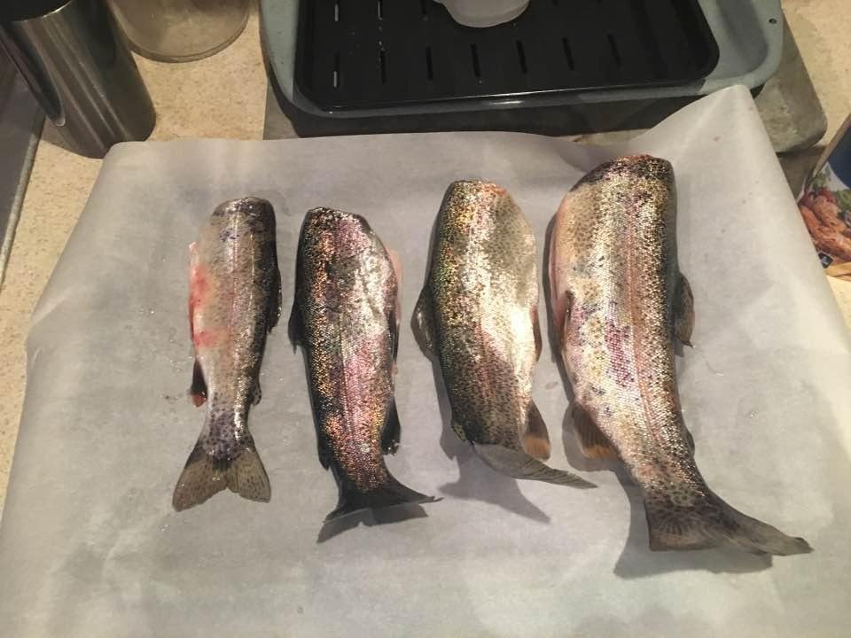 Daniel's first time, granted at a private stocked lake - Mount Evans Trout Fishing. Before cleaning they were 10 inches, 11.5 inches, 13.5 inches and 14.5 inches. He had a great time!