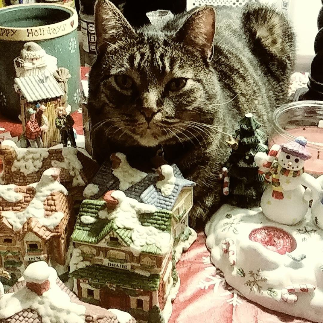 Winston aka "Kitty Witty" is helping with the Christmas Decorations 🐈🎄🎅⛪🚂