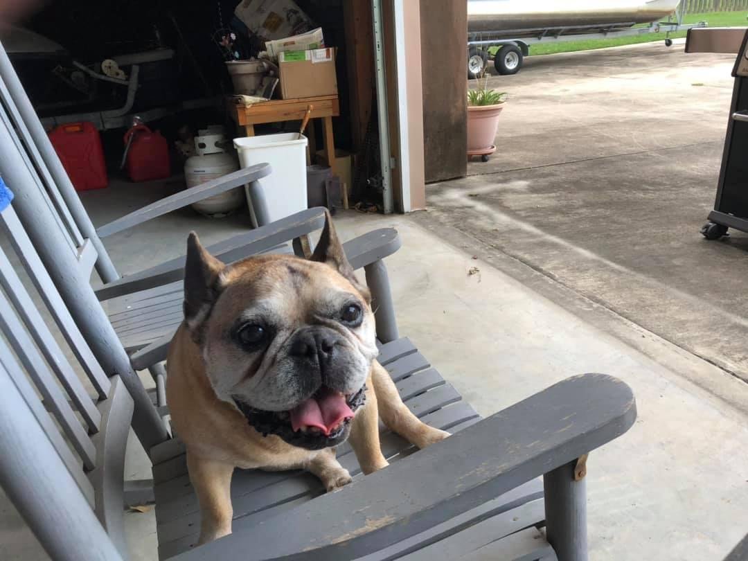Henri Bulldog Esq. Grill time, rocking away.