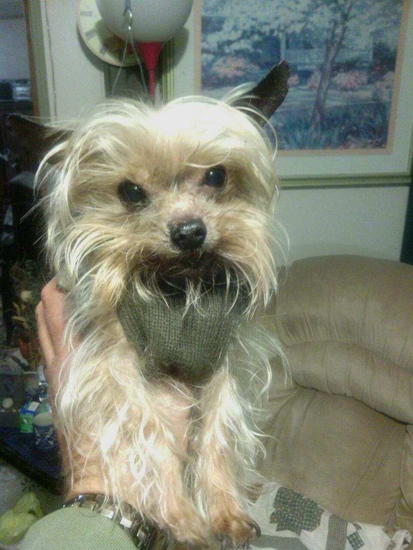 This is billy a teacup Yorkie about three and a half pounds. He's about 11 or 12 years old. We have had him a little over 4 years he is a grouch with an attitude. But is cool as can be