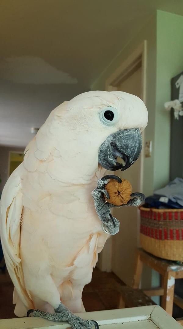 We lost our best bud today. Mango died in our arm's this morning. He was a very special little dude who added so much too our life. Thank you Mango,you are missed.
