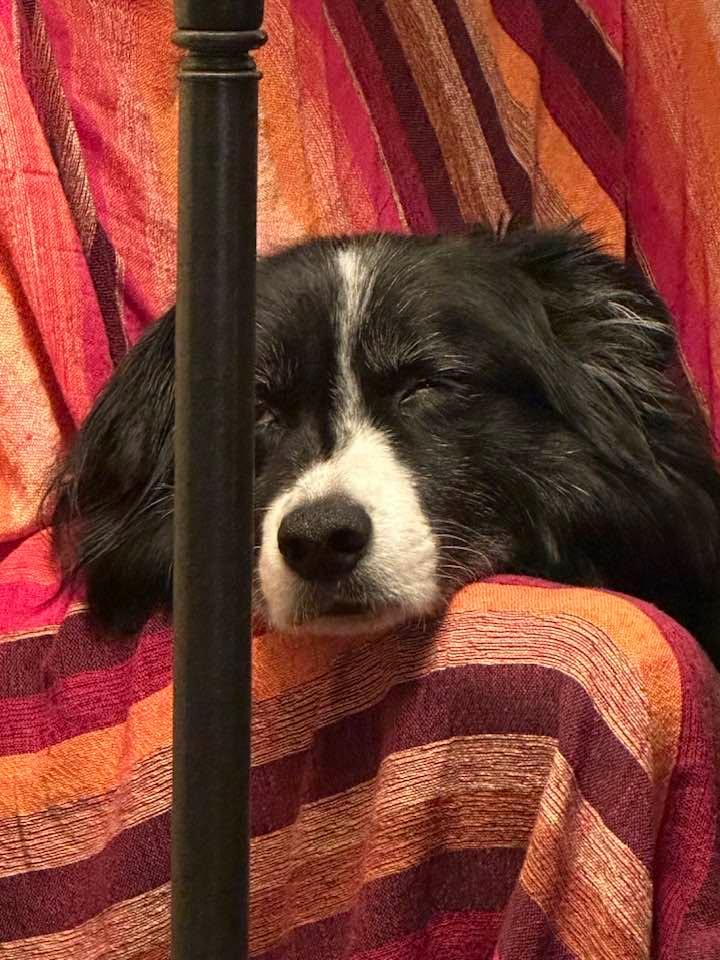 Star snoozing on a snowy Monday night. It’s been a long day playing outside in the cold. Time to rest in his favorite chair.