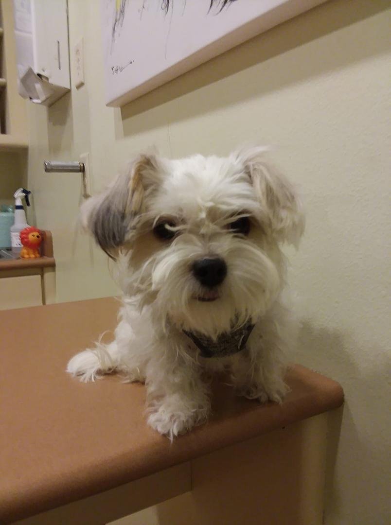 Baby girl at the vet...