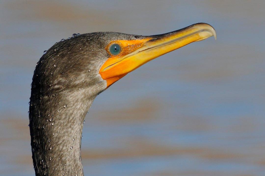 Double-crested Cormorant (non-breeding)