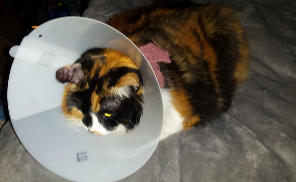 My cat had to get her ear drained and has stitches now. My poor baby