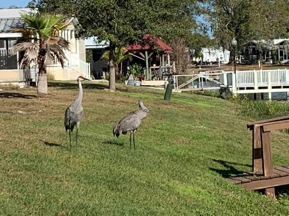 Our morning visitors 😀