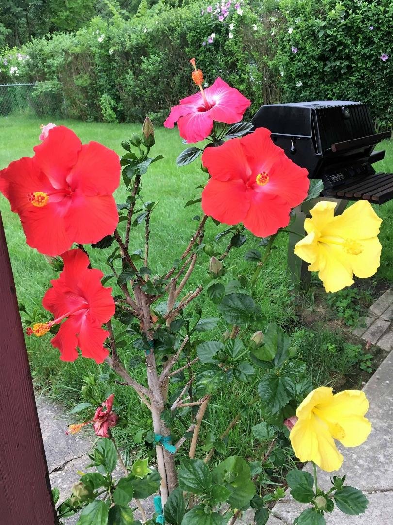 This is my first Hibiscus. I have always admired this flower from other people's yards, so a few weeks ago I decided to try my "green thumb." I'm so proud of me! :-)