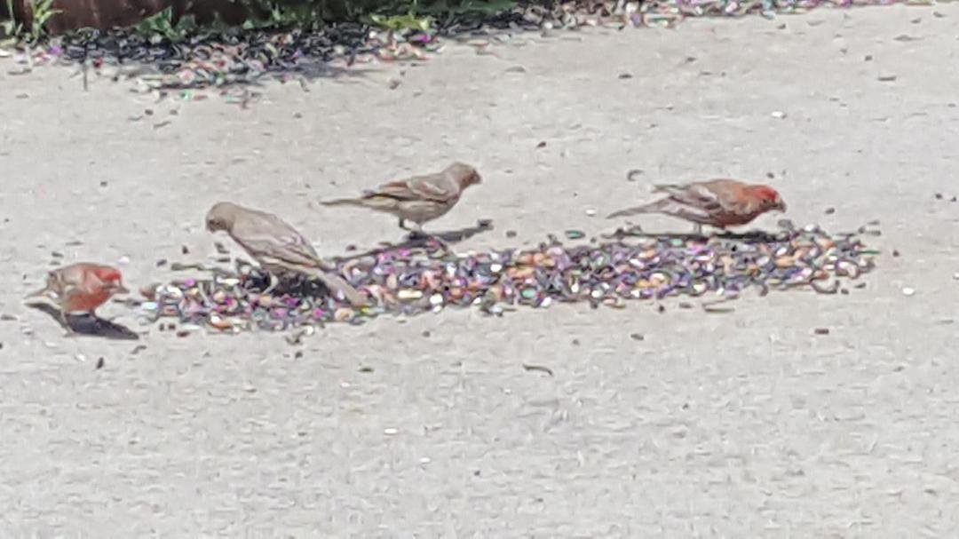 My hungry little finches!!🕊