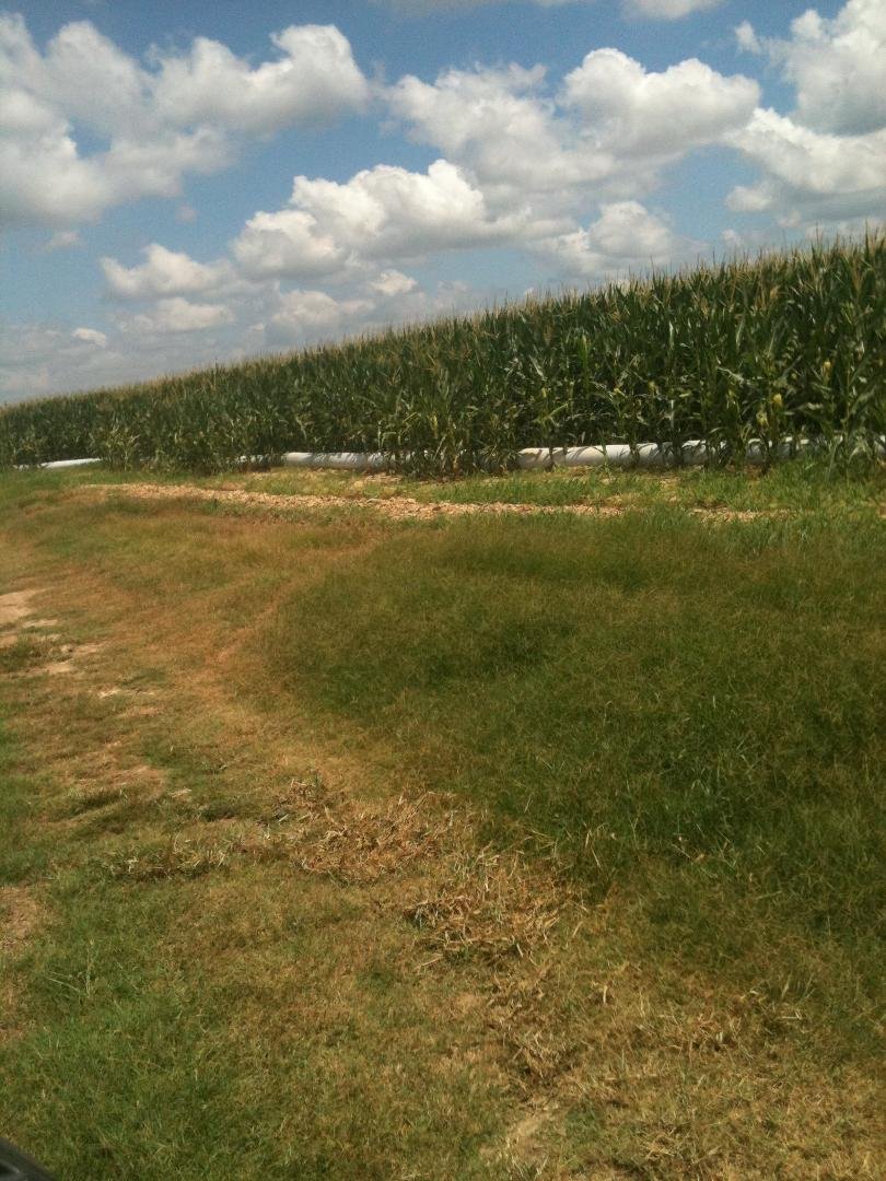 Corn getting it's share of water.  Thank god for the water.