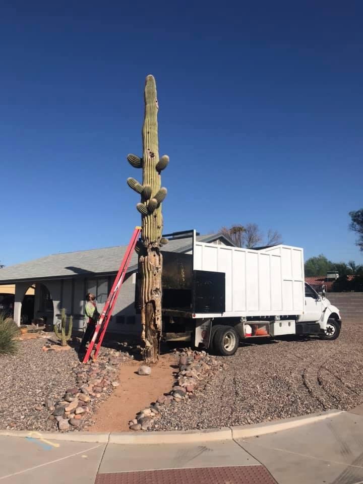 Soon, our beautiful, but sick, saguaro will be gone. 😢