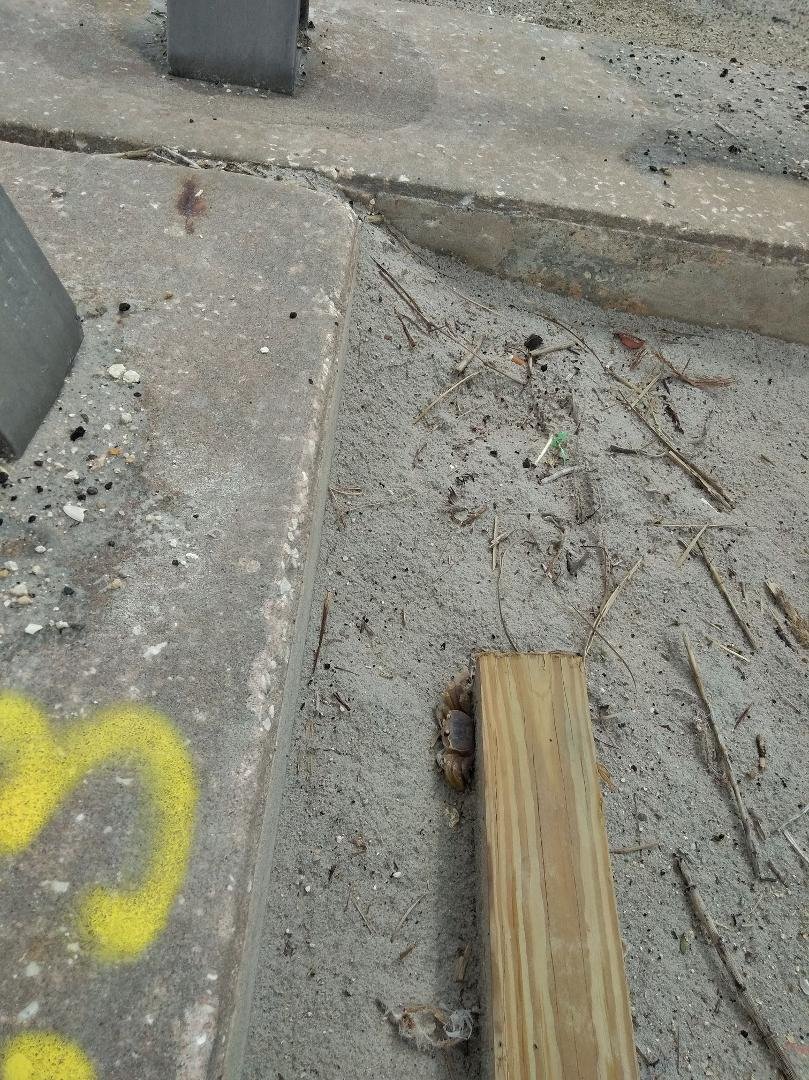 Look close to the left top side of the wood. This little guy just ran across the road at the ramp I'm at, at the beach.....