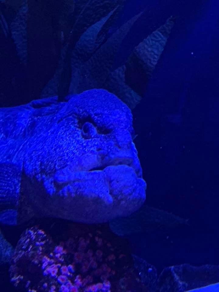 Rick and I seem to recall relatives who looked like this...masked and enjoying the aquarium with our grandchildren, Madeline and Al.