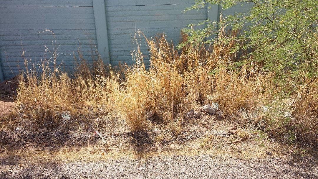 Could not take the view across the other side of the alley. Started clearing things out. Hopefully the neighbors will appreciate it. Once I'm done I'll send an after photo.
