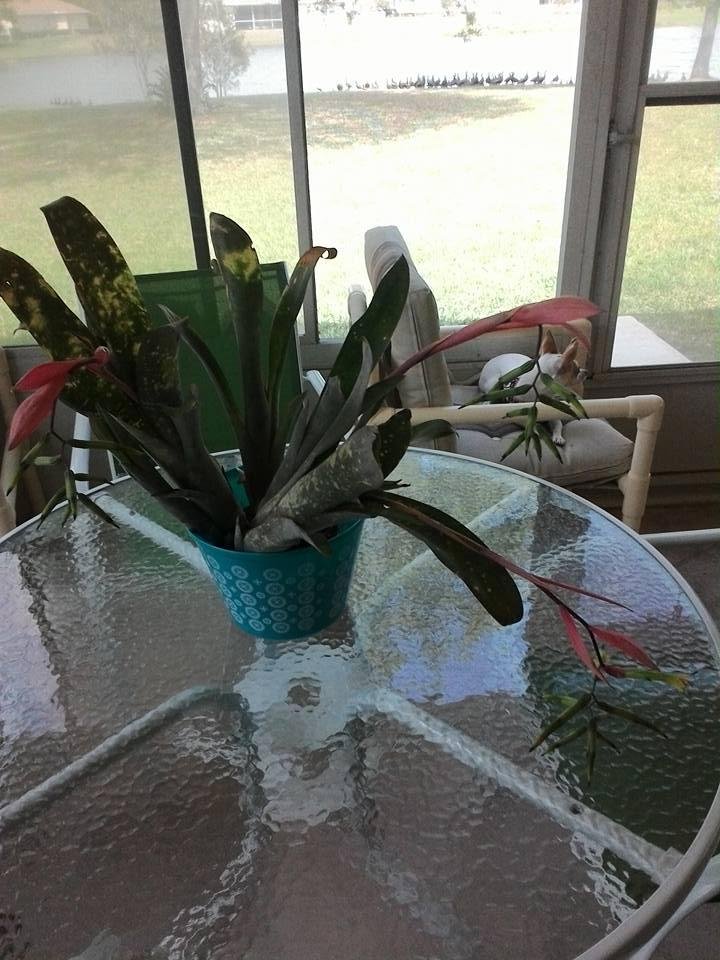 John Allen's album, Mobile Uploads