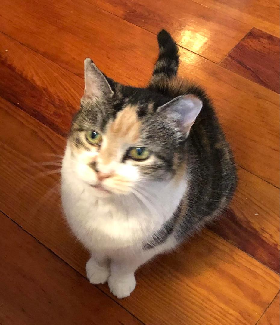 We said a sad farewell to our last cat, Popsicle, aka Pop-Tart, Popsy. We’ve had furry friends from our first cat, Fireman, 55 years ago. Too many cats to remember them all (Sparkles Plenty, Charlie Spittinger, Tommy Scug