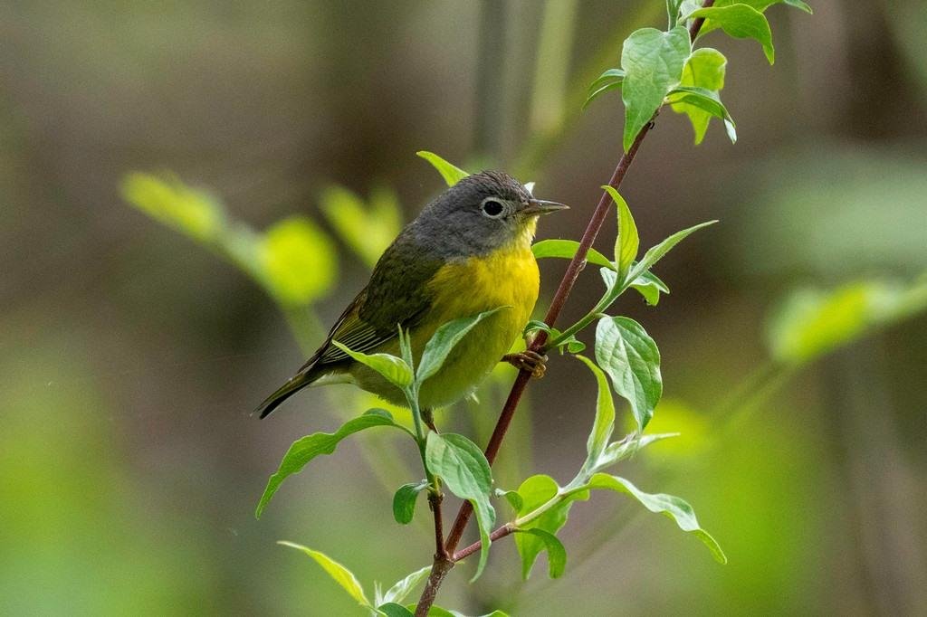 Nashville Warbler