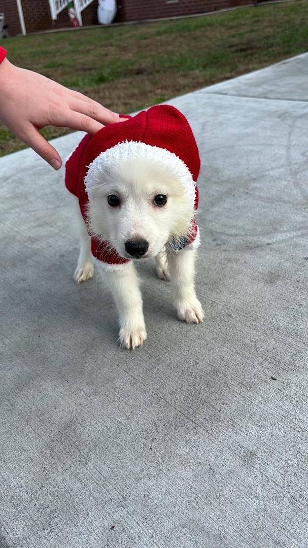 Navi (Navidad) says Merry Christmas, Happy Holidays and sends love!