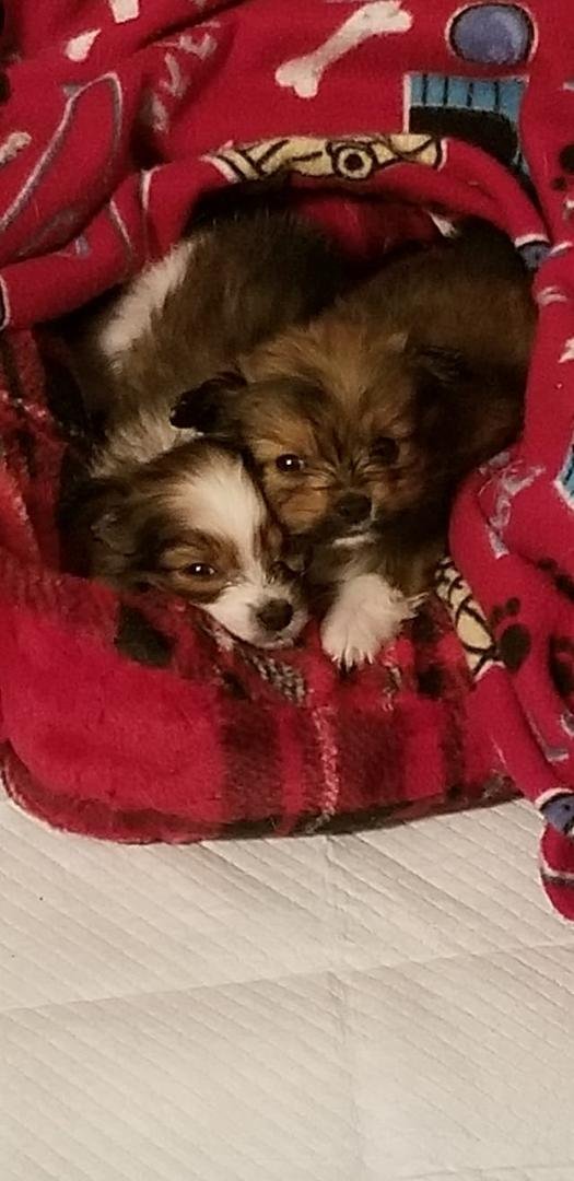 And this is why I foster