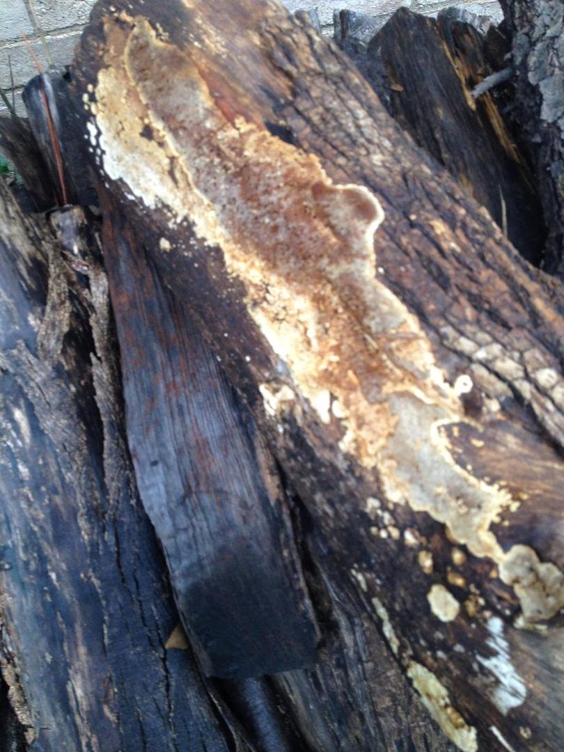 What is this mold on these logs?