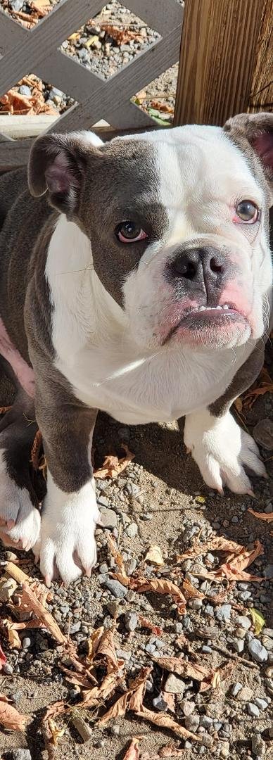 My dog is so handsome
