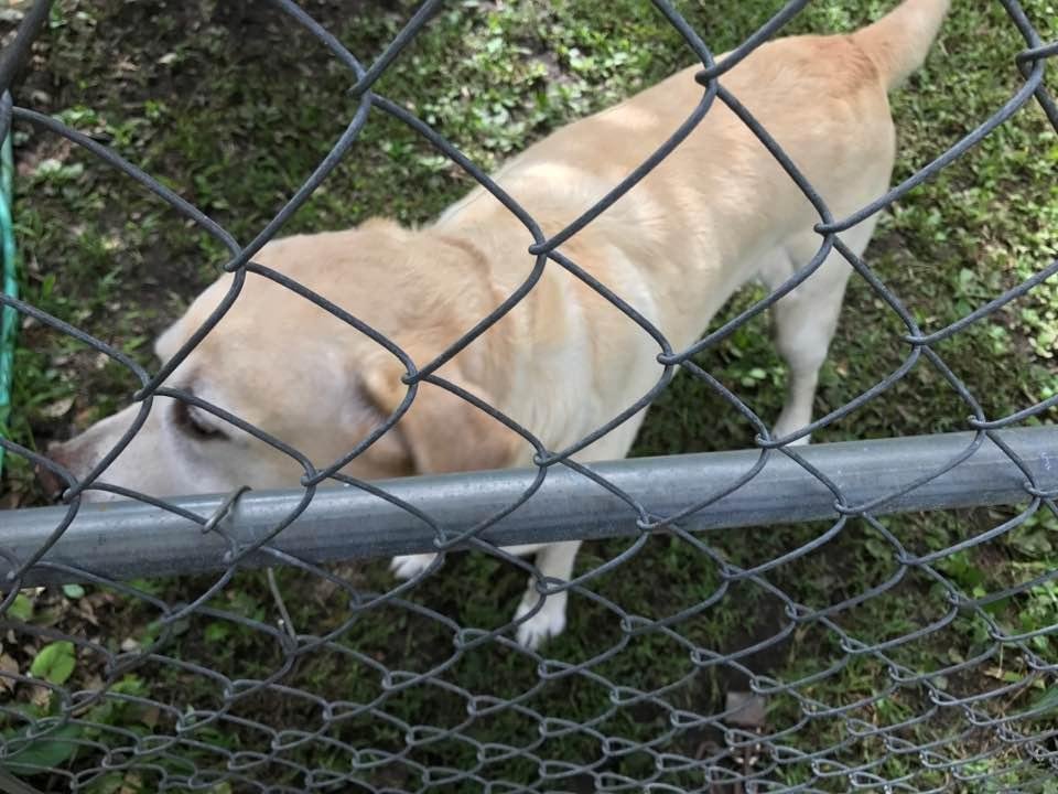 Anyone's dog? Was in my front yard, I have placed in my back yard for safety. Please reply.