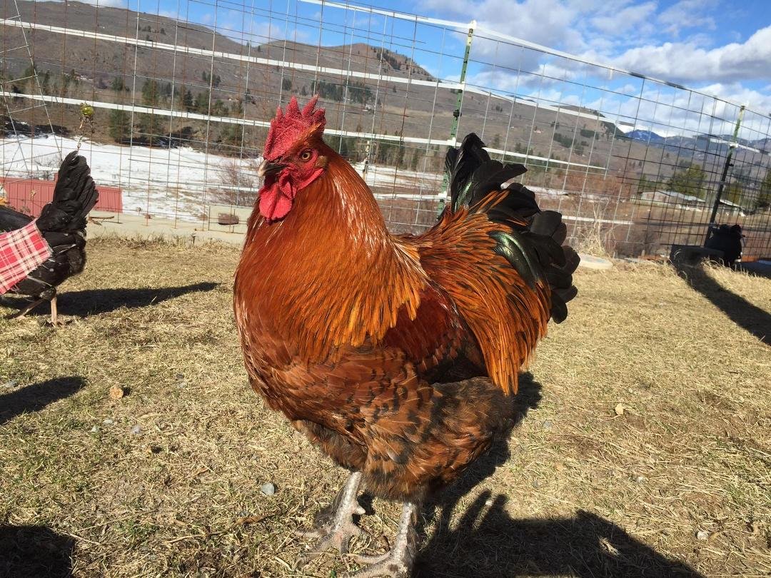 Our rooster Sable