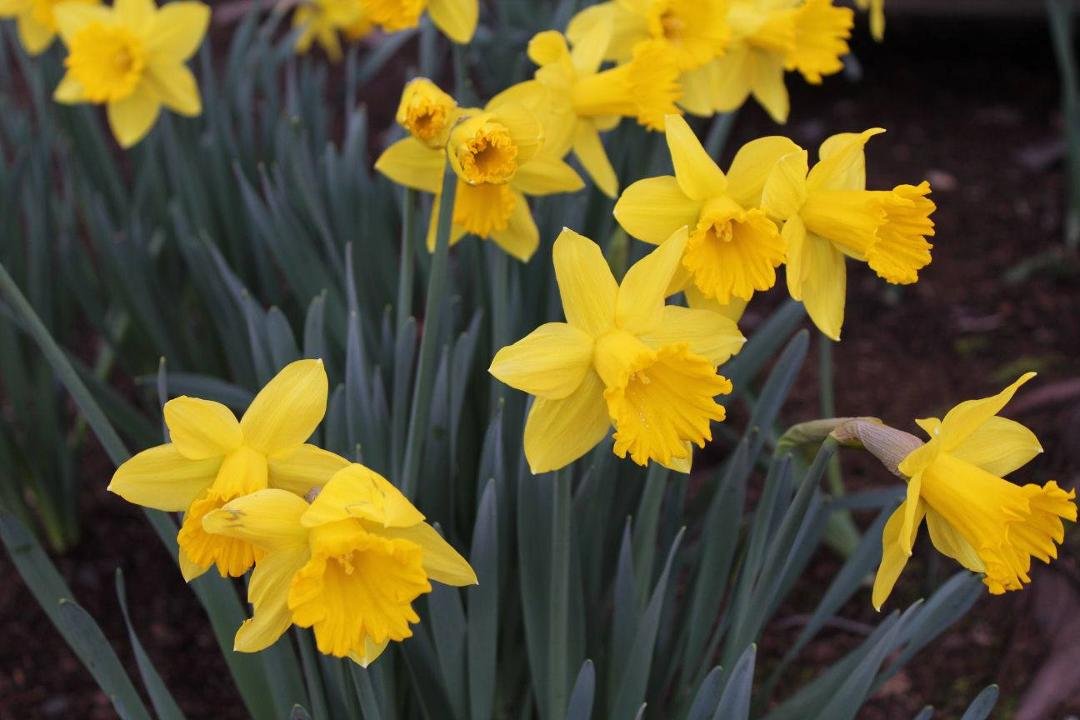 My daffodils are blooming! Actual proof that we survived another winter.