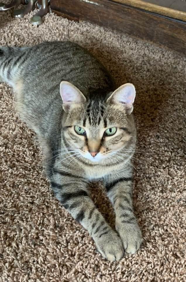 Cat-sitting for my grandkitty —- a very sweet girl.
