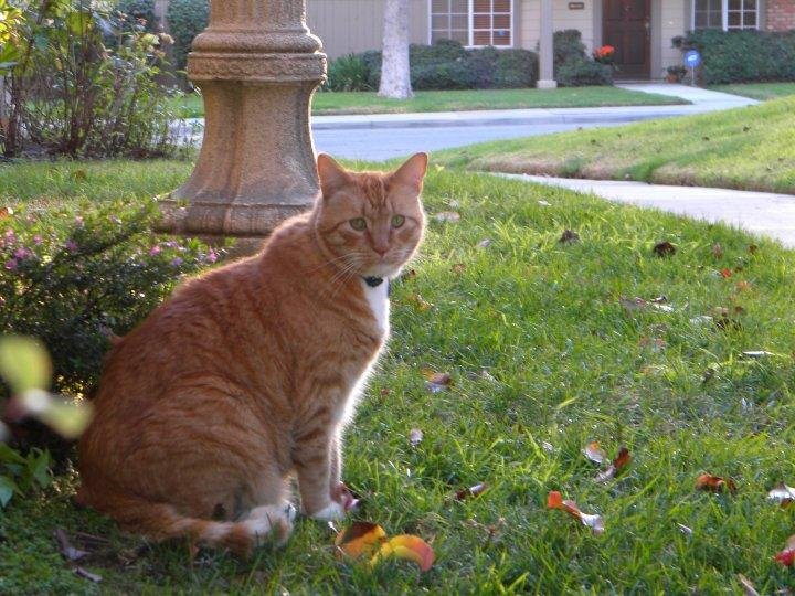 Enjoying the afternoon like a cat in the sun