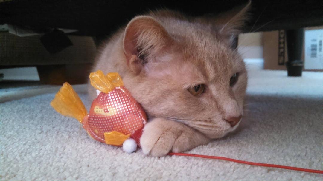 Nala just chillin with her toy
