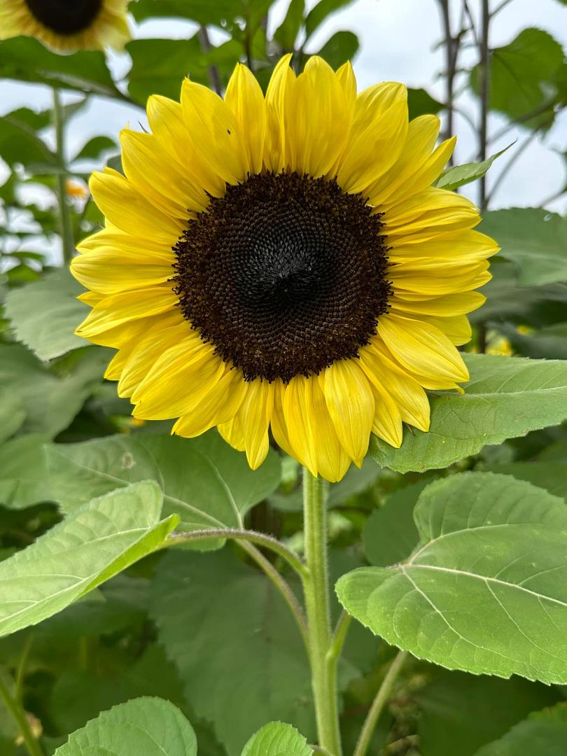 🌻