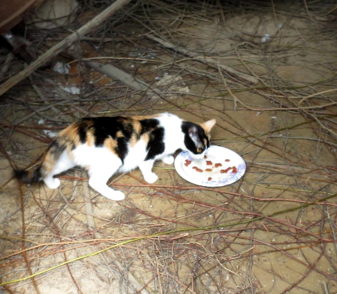 Found the mama cat.