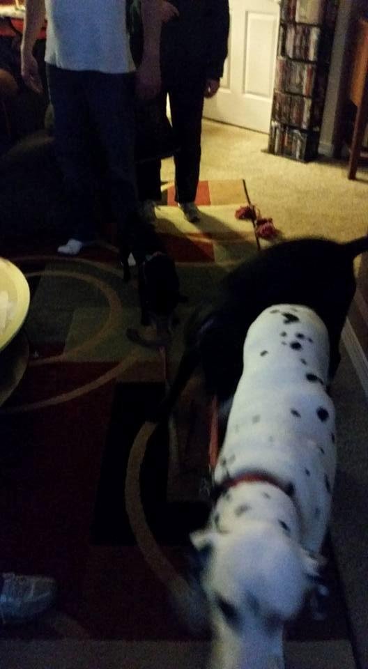 A train of puppies chewing on one another's leashes! Noah ( the dalmatian) is in 5he kead, Skittles is chewing on his leash, and Mulan (the pug) is chewing on Skittle's leash! What characters!