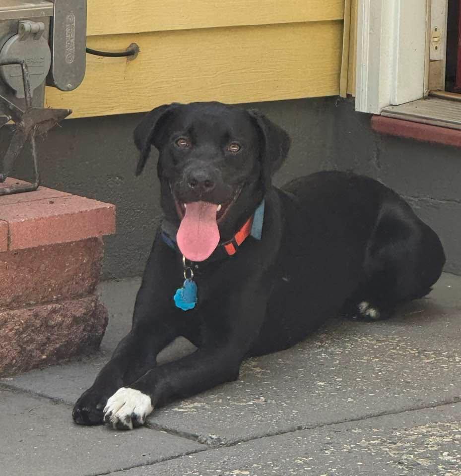 Mittens is one year old today
Rescue Girl