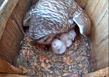 Mom feeding