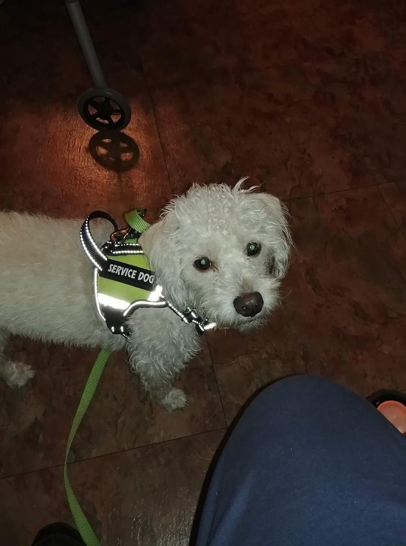 Hello 🐾
My name is: Peanut
My nicknames are: Boy, Baby
My breed is: JRT / Poodle
My age is: 2
My favorite human food is: eggs
My biggest fear is: loud sounds
My favorite thing to do: zoomies in backyard
My favorite toy: